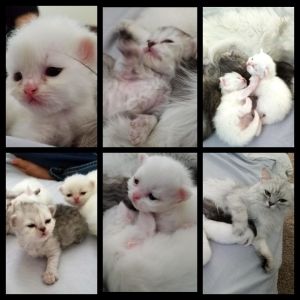 persian kittens