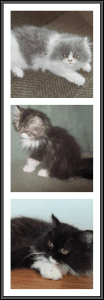 Adorable Registered Female Persian Kittens $675.