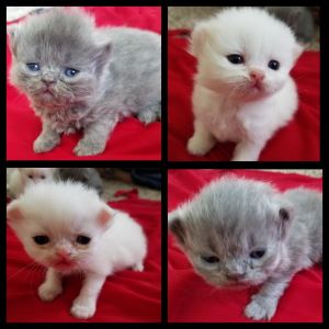 PERSIAN KITTENS