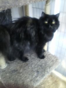 CFA Registered Persian Kittens