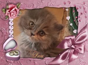 GORGEOUS CALICO PERSIAN KITTEN