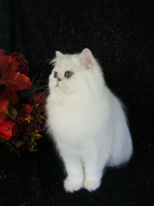 Persian Kittens for sale