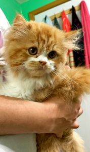 4 months old Persian kitten
