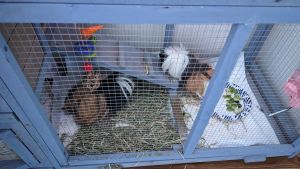 Two male Peruvian guinea pigs