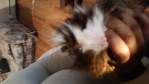 Cute and extremely cuddly! PERUVIAN GUINEA PIG!