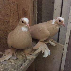 Pakistani high flyers pigeons