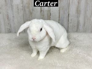 Neutered Mini Plush Lop Male