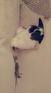 I’m selling my 2 year old bunny, Bow.