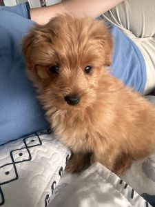 he is a cute dog who needs a home, my number is *** thanks