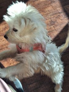 Lily - Female Pomapoo