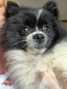 Akc male Pomeranian