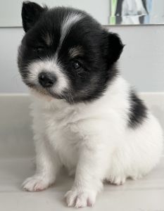 Beautiful Pomeranian