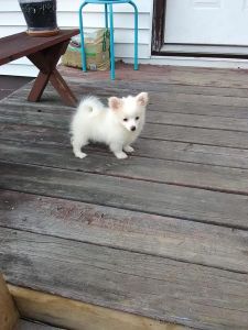 optimistic Pomeranian Puppies