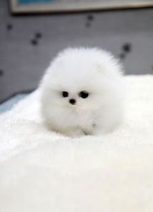 Cute Pomeranian Teacup. Msg: 719**422**9285