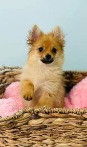 Pomeranian Female