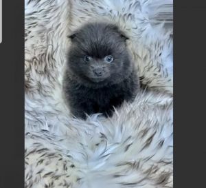 Male Purebred Blue Registered Pomeranian Puppy For PET home Only