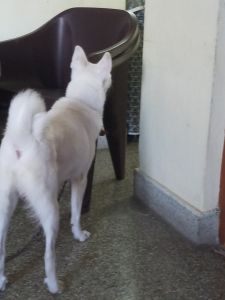 8 months puppy for adoption