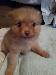 Grils pomchi mixed