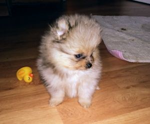 Akc pomeranian