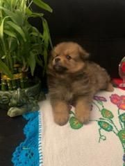 Adorable baby pomeranian puppies