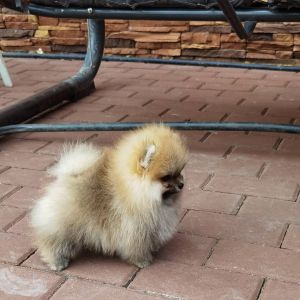 Pomeranian puppies