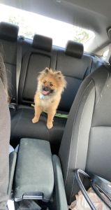 Cute 3 months Pomeranian puppy