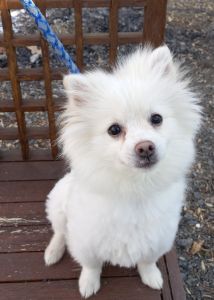 4 month male pomeranian