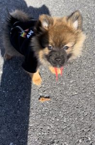 Boobear the fluffiest dog