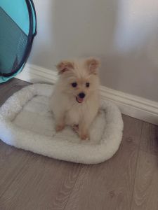 14 WEEKS MALE POMERANIAN POODLE MIX