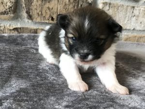 Trever, CKC male Pomeranian