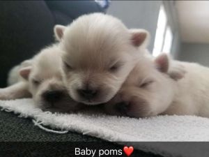 Pomeranian puppies