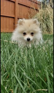 Pomeranian for sale