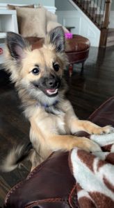 6 month old pomchi male