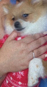 He’s name sugar , Pomeranian