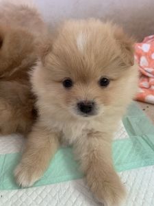 Pomerania puppies