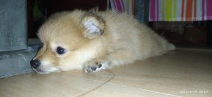 Cultured Pomeranian high quality