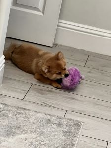 Pomeranian