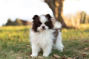 Pomeranian puppies available