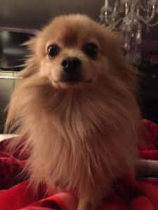 Pomeranian for Sale