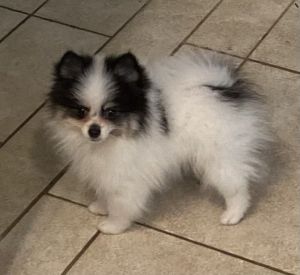 Pure bred AKC 11 week old Pomeranian male