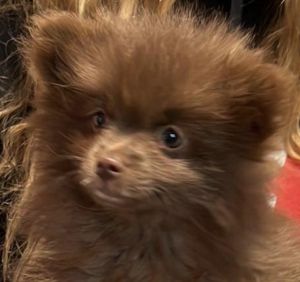 Chocolate Pomeranian