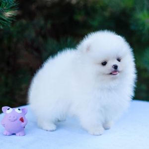 Pomeranian