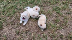 Puppys for sale