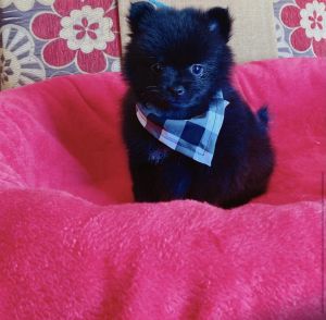 Beautiful Pomeranian Poppies