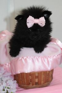 Rella Female Palmaranian