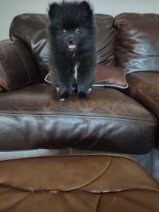 Mr Oliver is a sweet little bear faced ball of fluff.