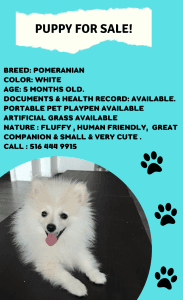 POMERANIAN FOR SALE