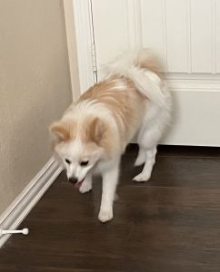 Female Pomeranian puppy