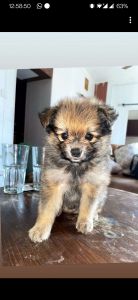 Culture pom breed puppies