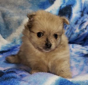 AKC pomeranian puppies